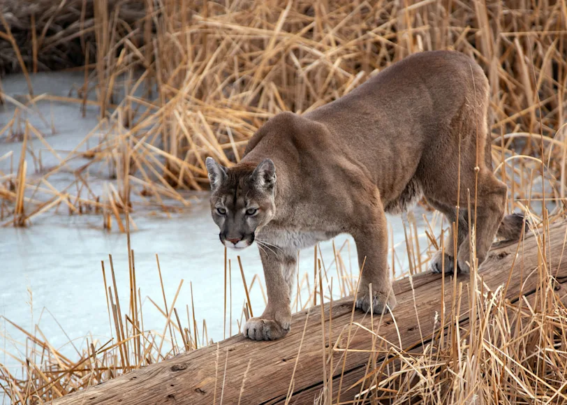 A mountain lion walks across a log in a swampy marsh.