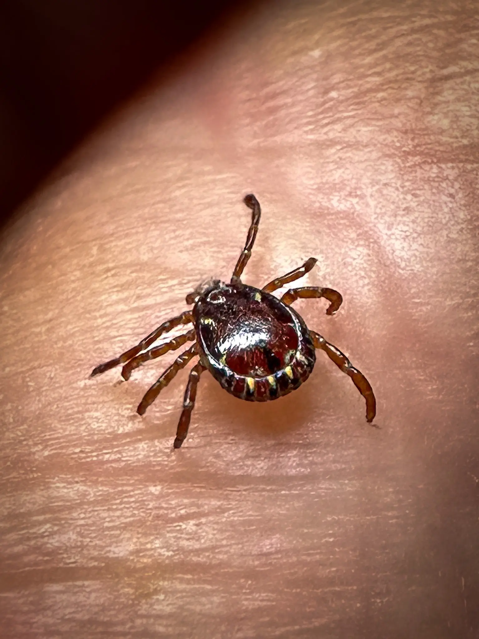 a tick crawls on skin