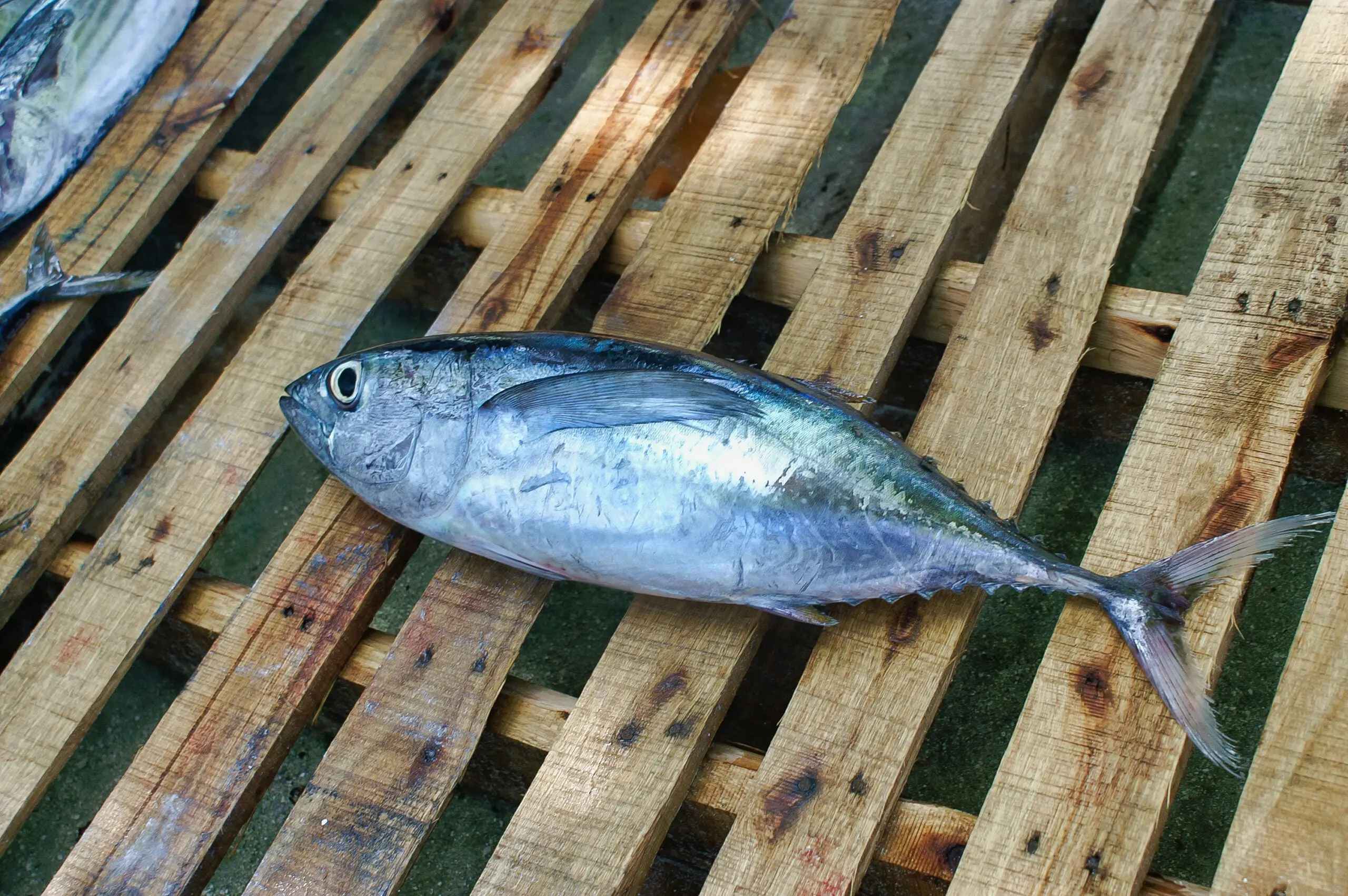 bigeye tuna resting on a wooden crate