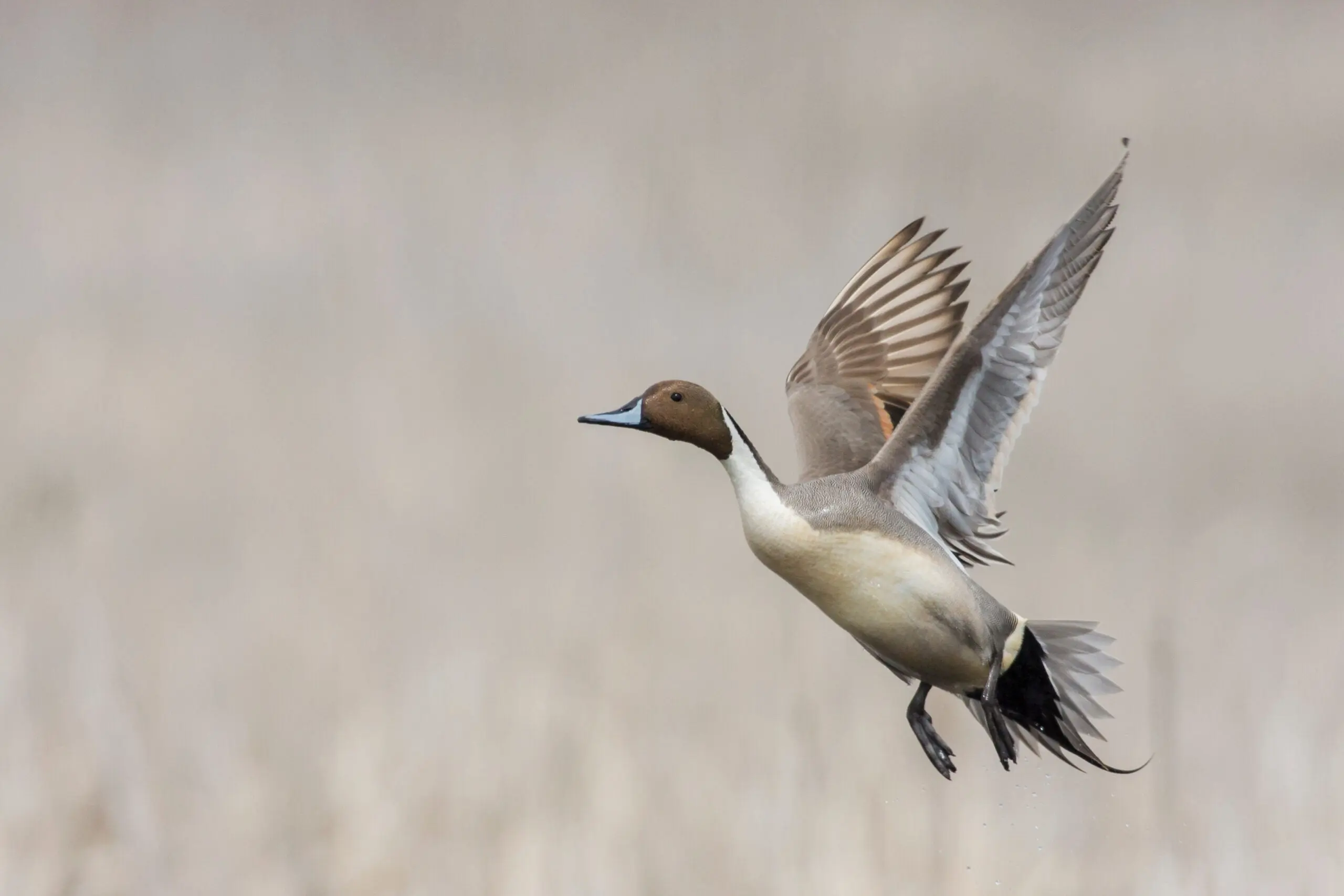 Photo of a pintail duck about to land on water