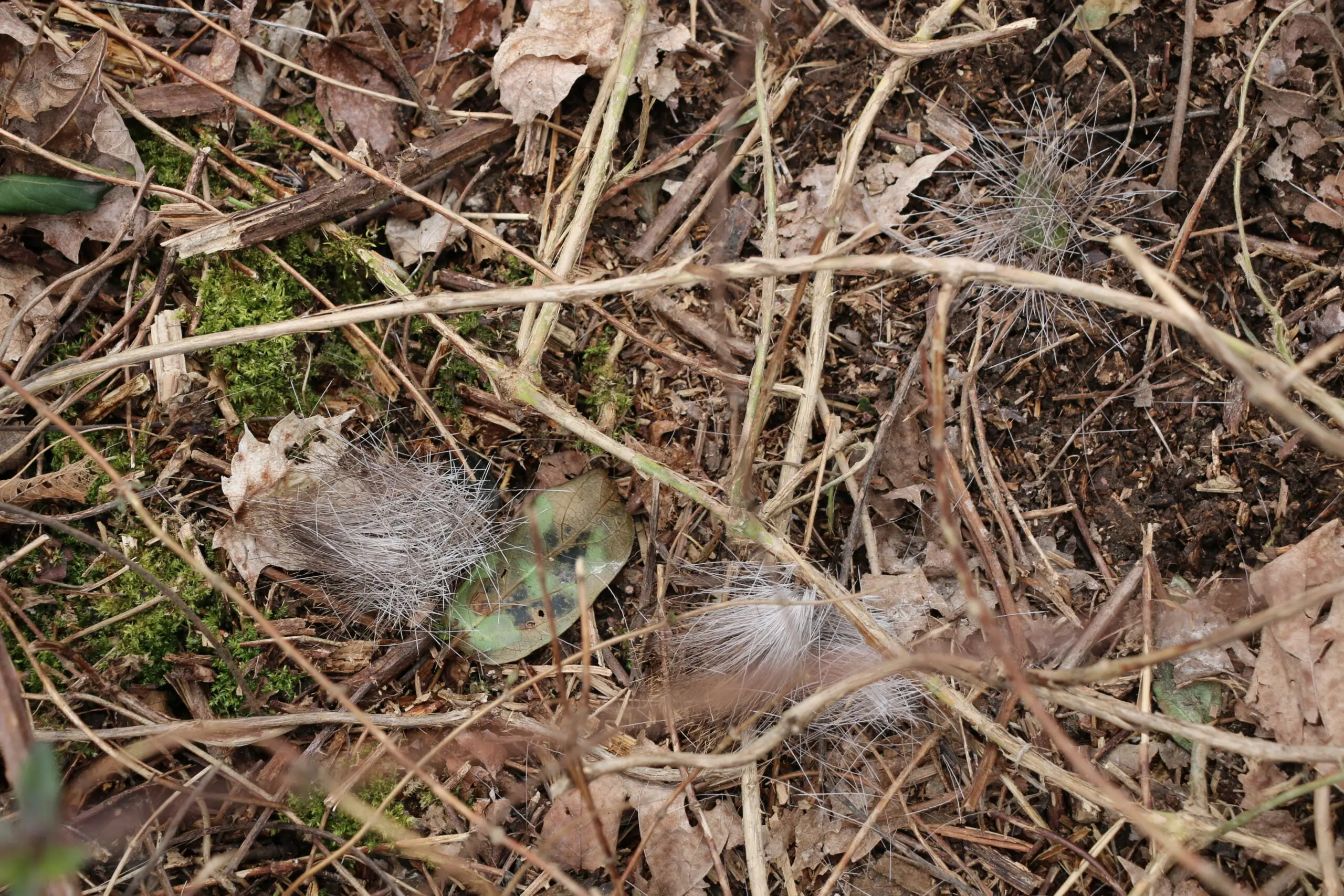 deer hair on the ground in the woods.