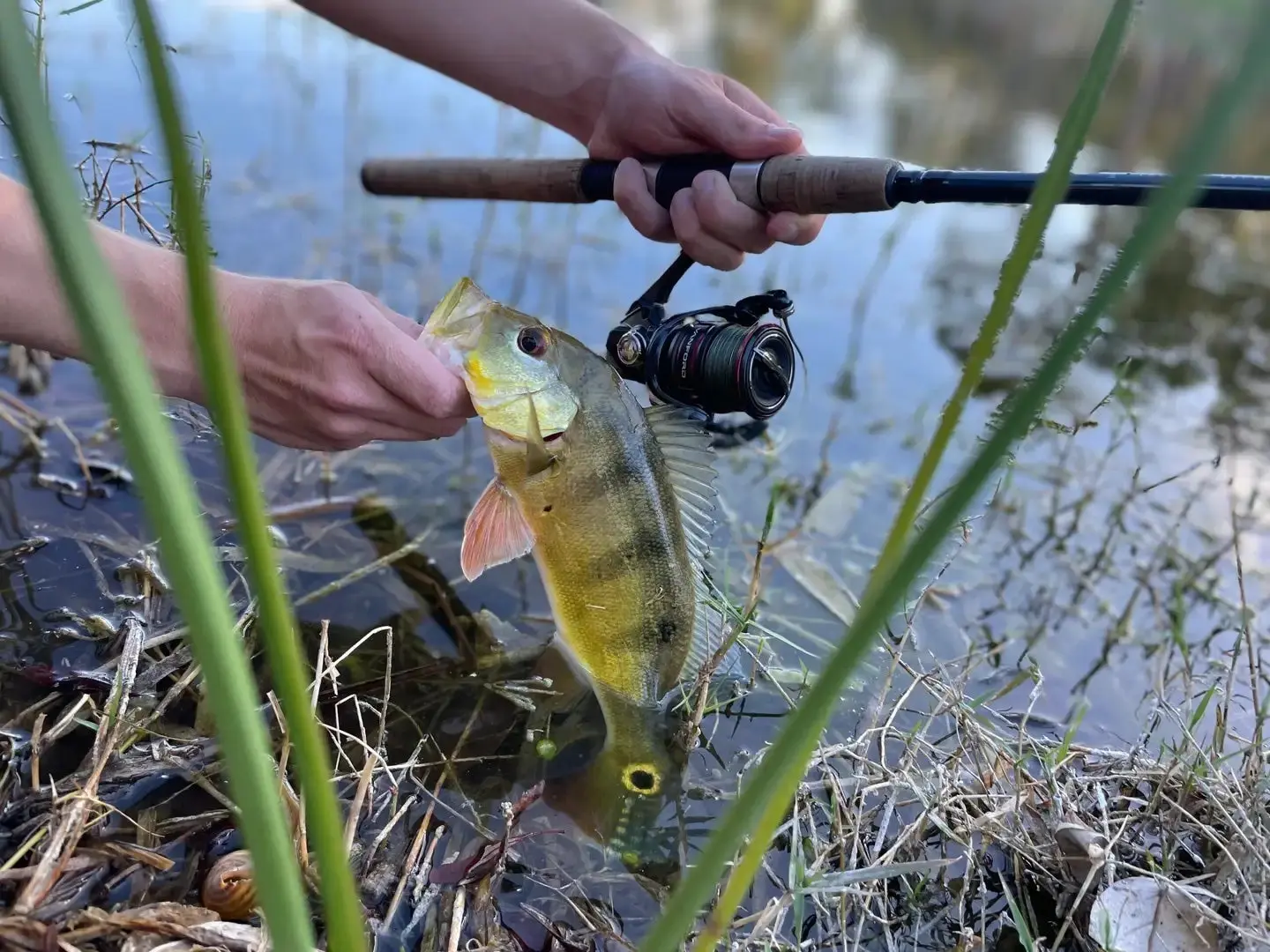 Angler holding a peacock bass with a reel sppoled with braided line