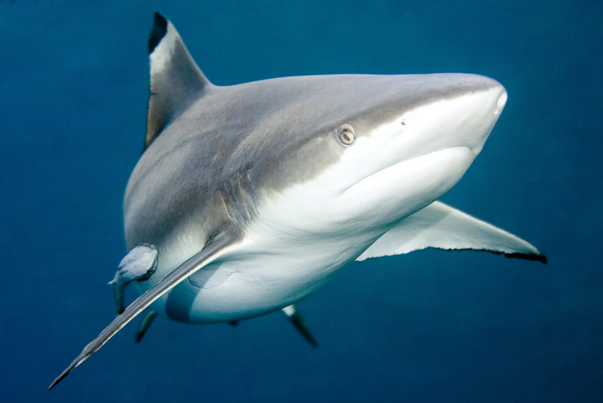 blacktip shark swimming in the ocean