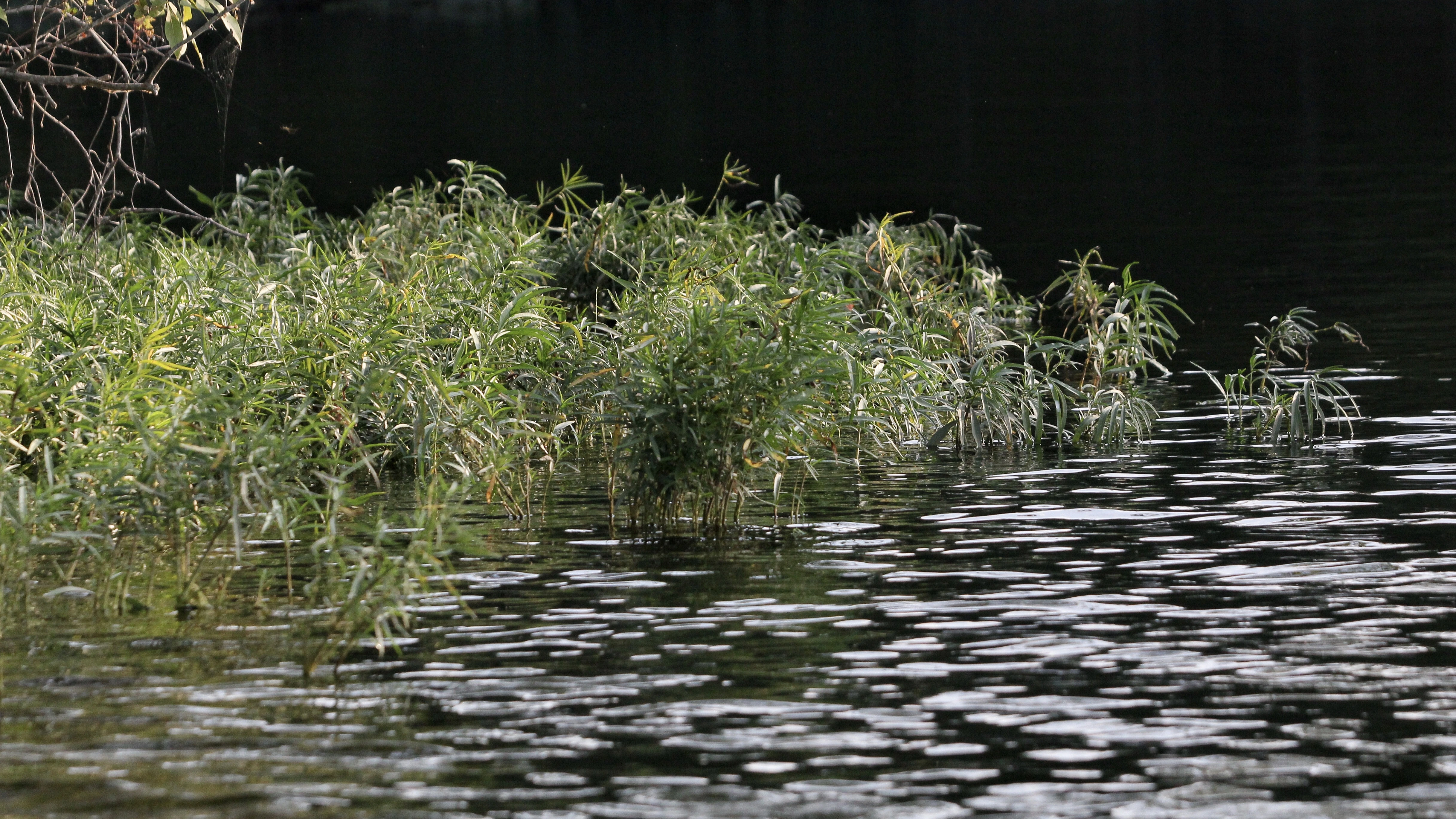 Image of grass coming out of water