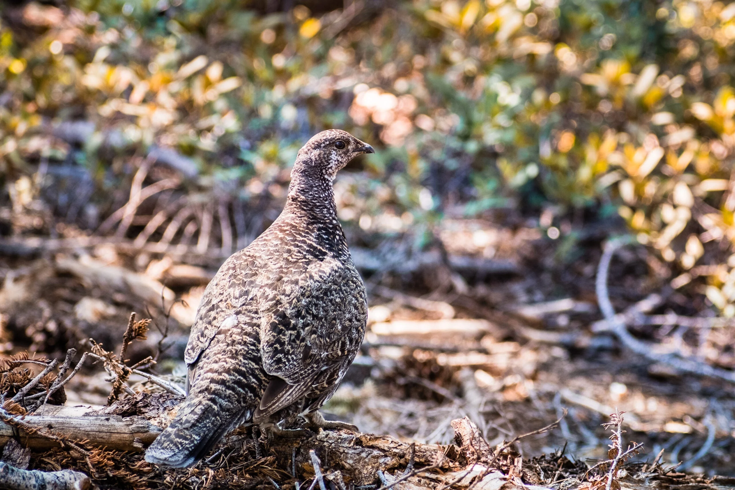 a female sooty grouseâaka blue grouse