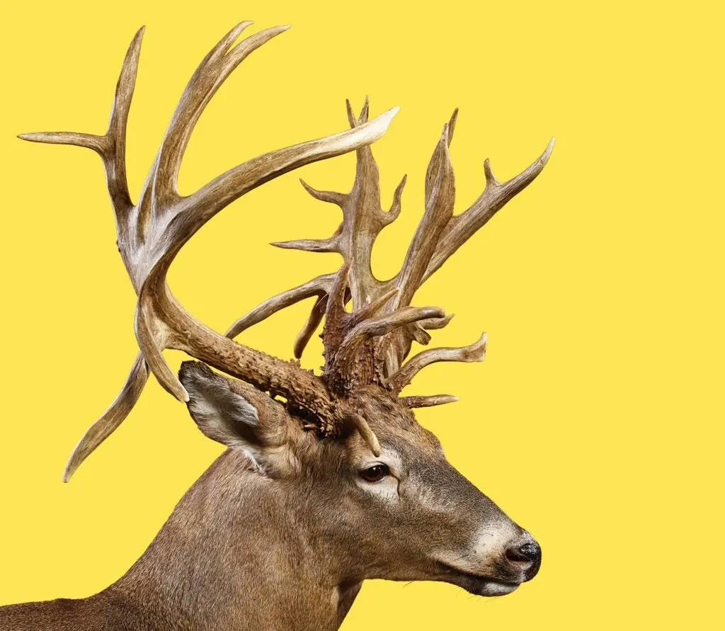 Closeup details of a world-record trophy whitetail deer antlers.