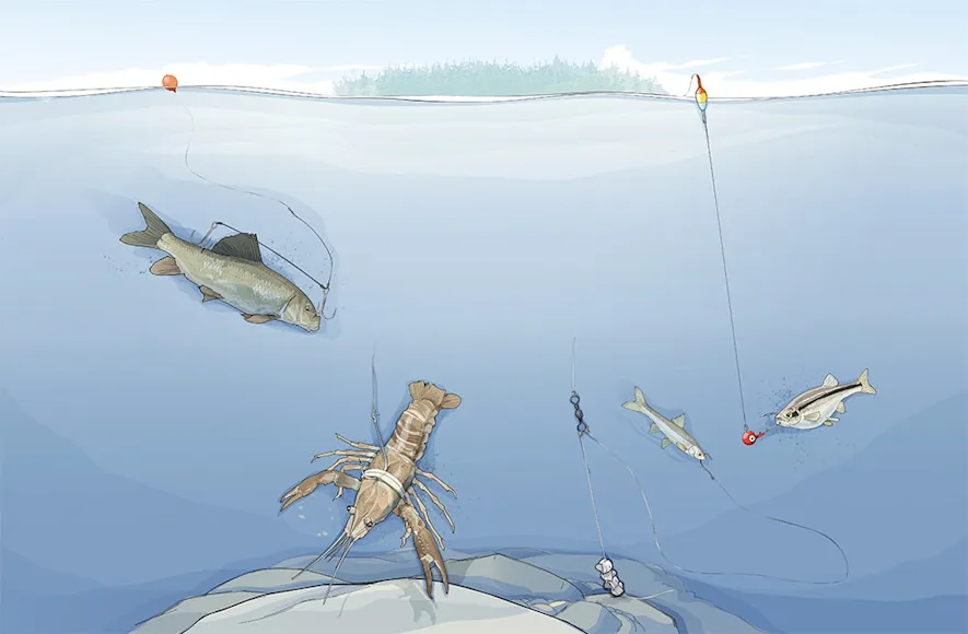 4 live-bait presentations for fall fishing
