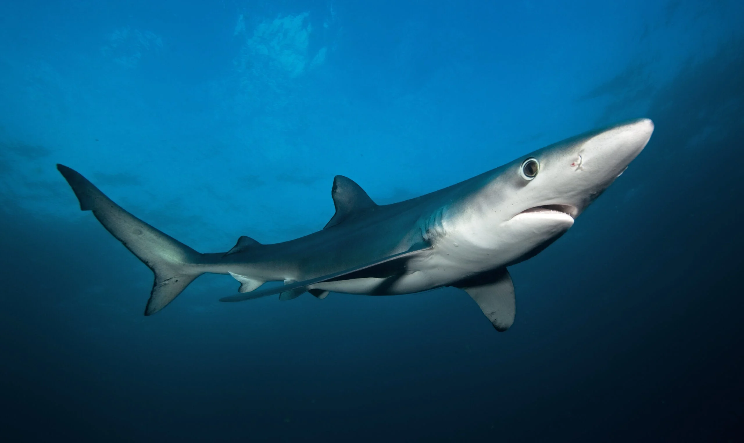 photo of a blue shark