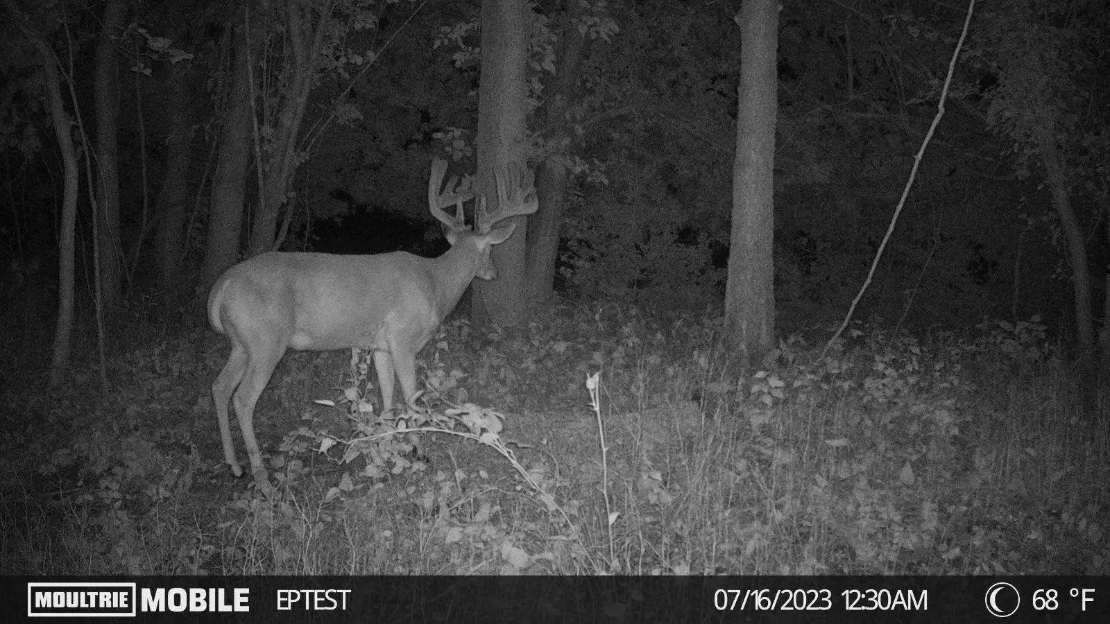 Black and white picture of whitetail deer in the woods.