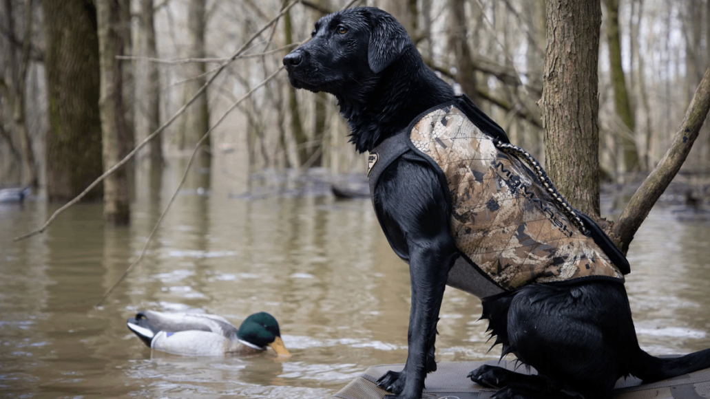 Hunting Dog Gifts