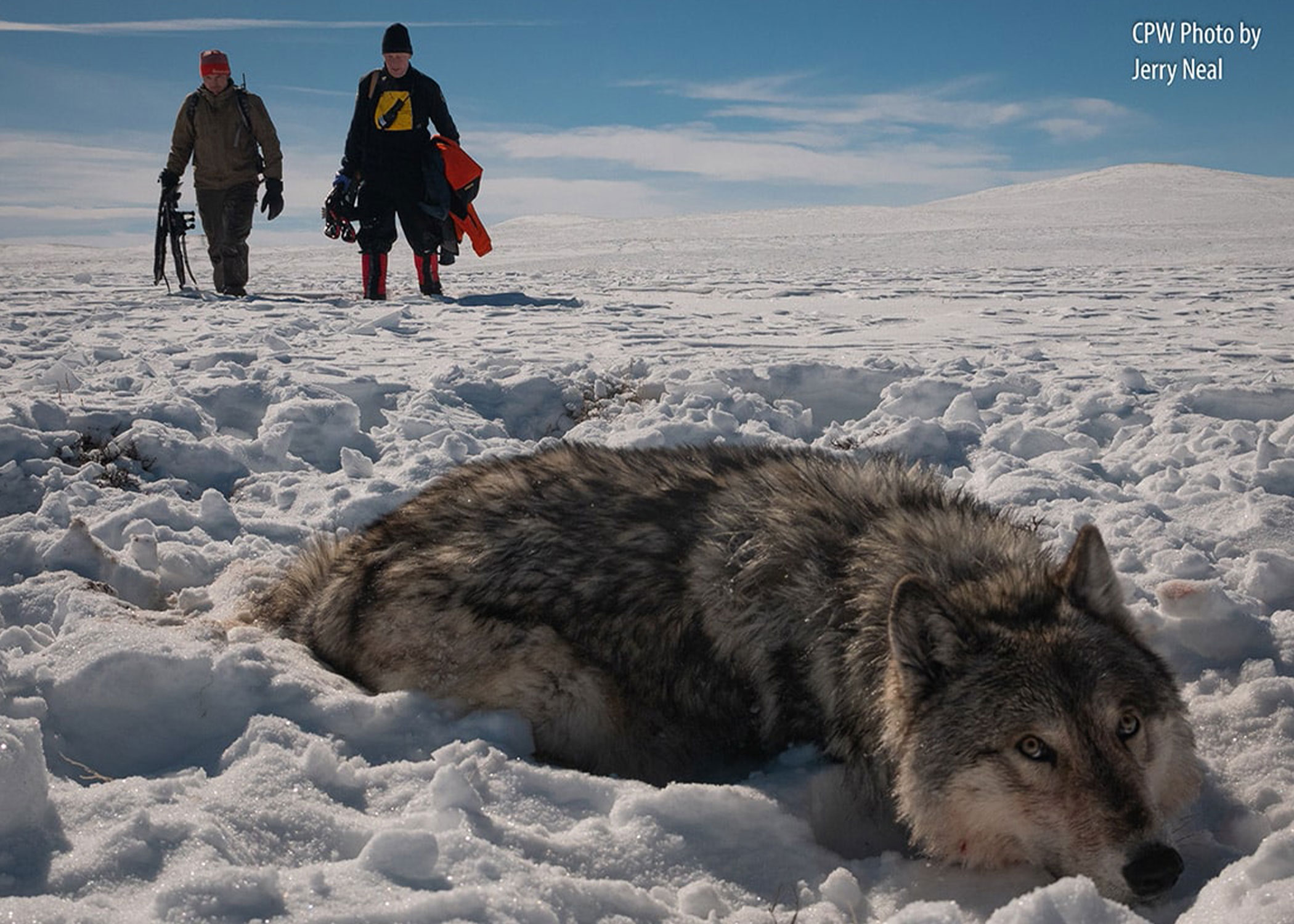 Biologists capture and collar a live wolf. 