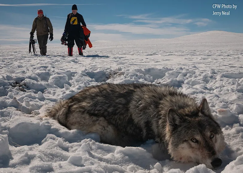 Biologists capture and collar a live wolf.