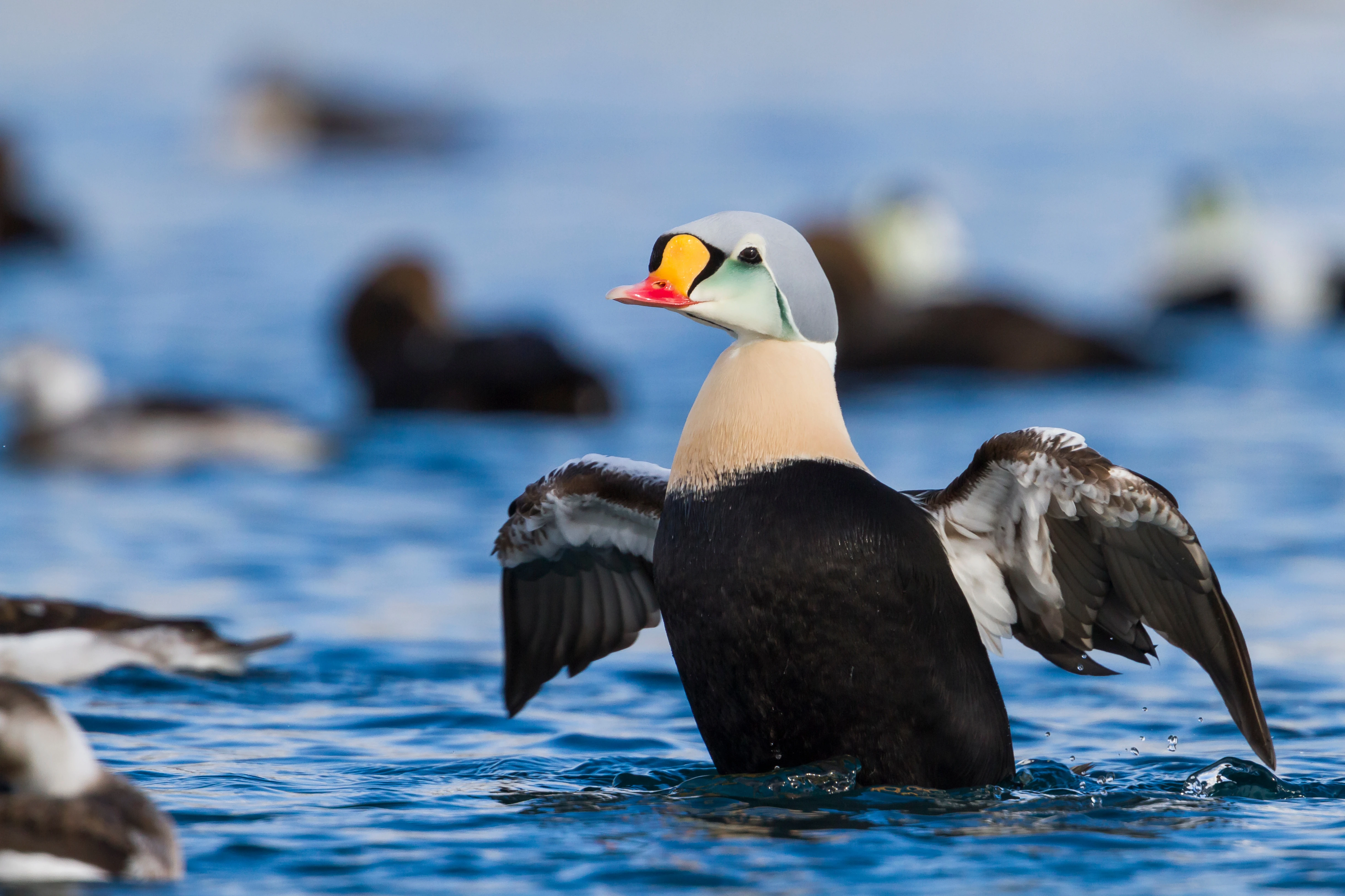 A drake king eider spreads it's wings