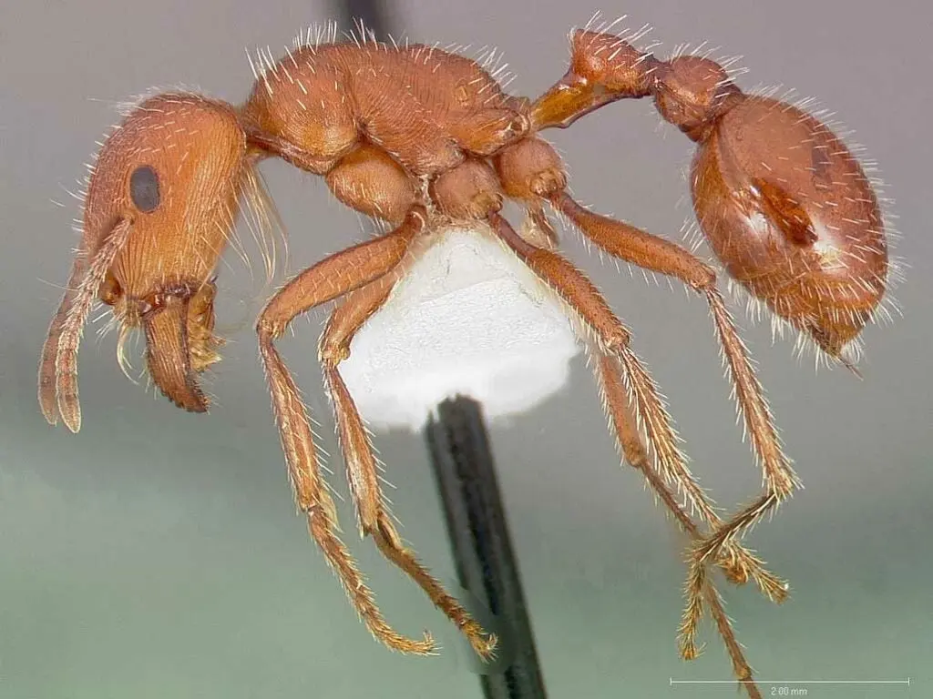 Maricopa Harvester Ant