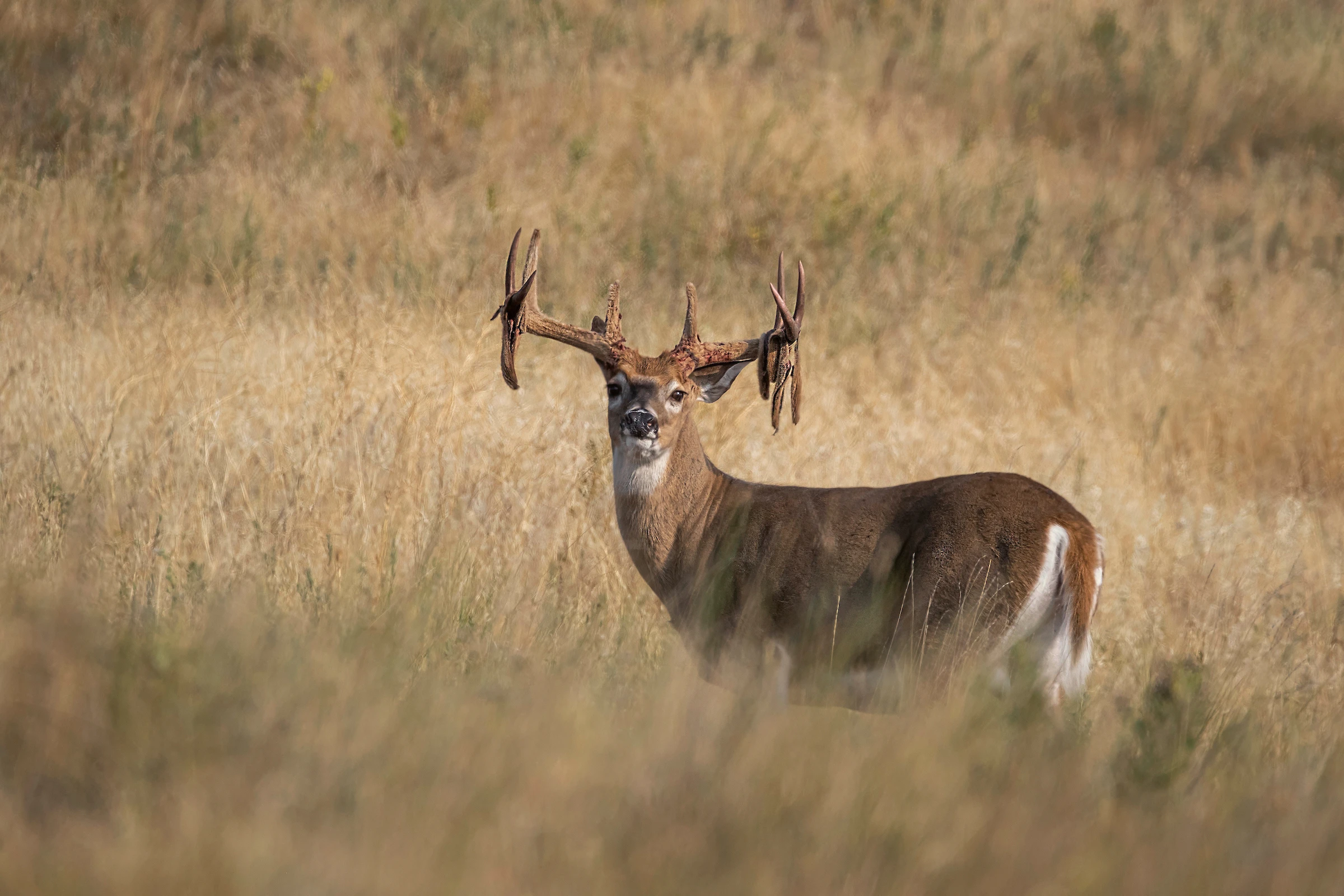 A whitetail buck stand in a field with strands of velvet hanging off its antlers.