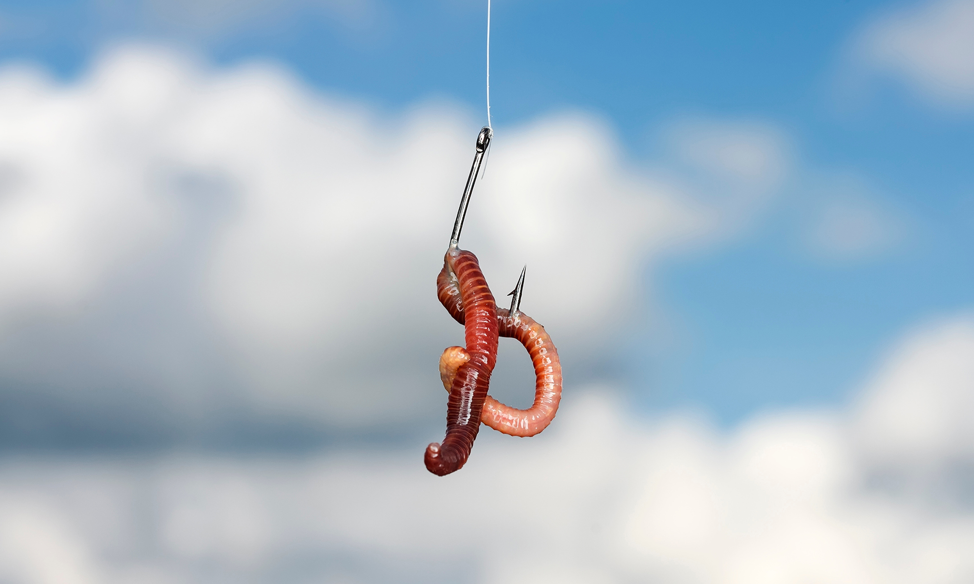 Worm on a hook to illustrate worm fishing
