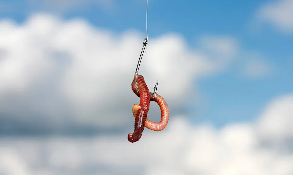 Worm on a hook to illustrate worm fishing