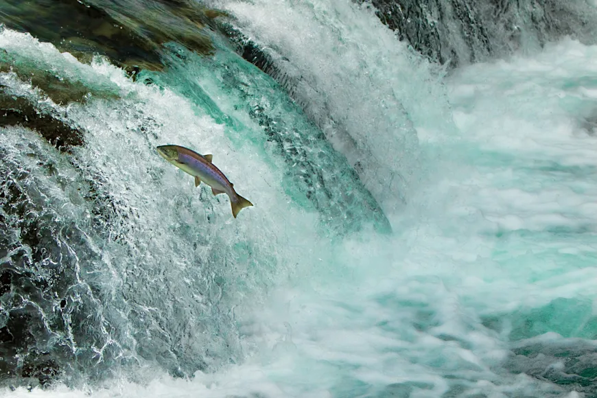 A coho salmon migrates upstream.