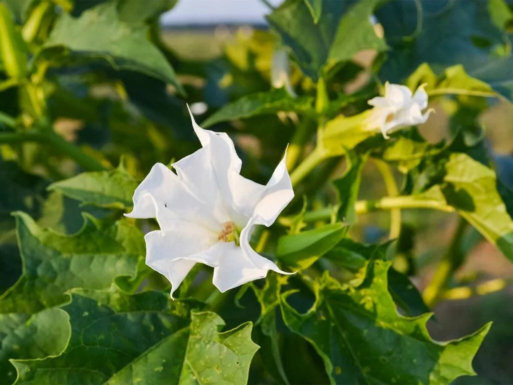 jimson weed flower