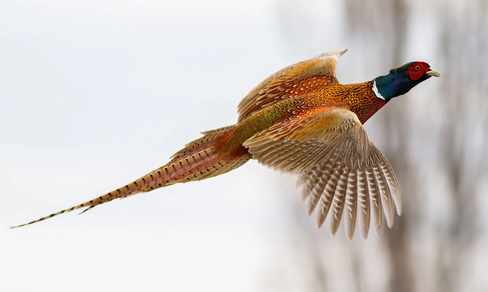 Pheasant