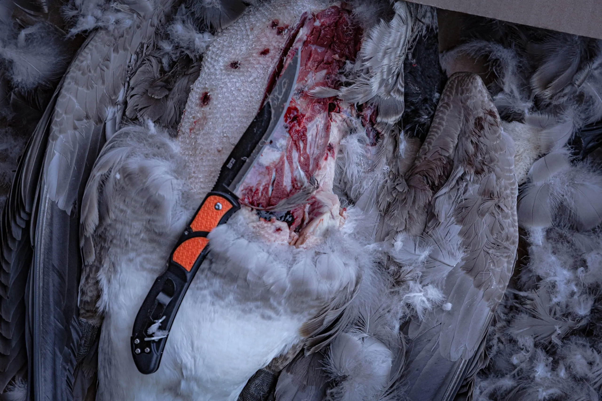 An orange and black knife sits on top of a goose that is being breasted