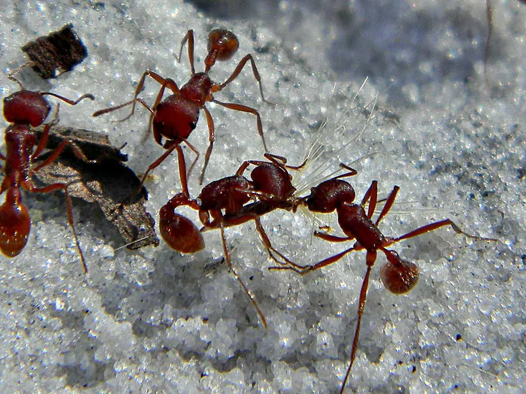 Florida Harvester Ant