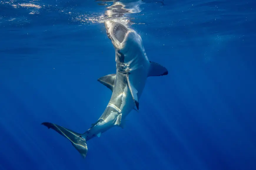 A great white shark breaches water with its mouth open. 