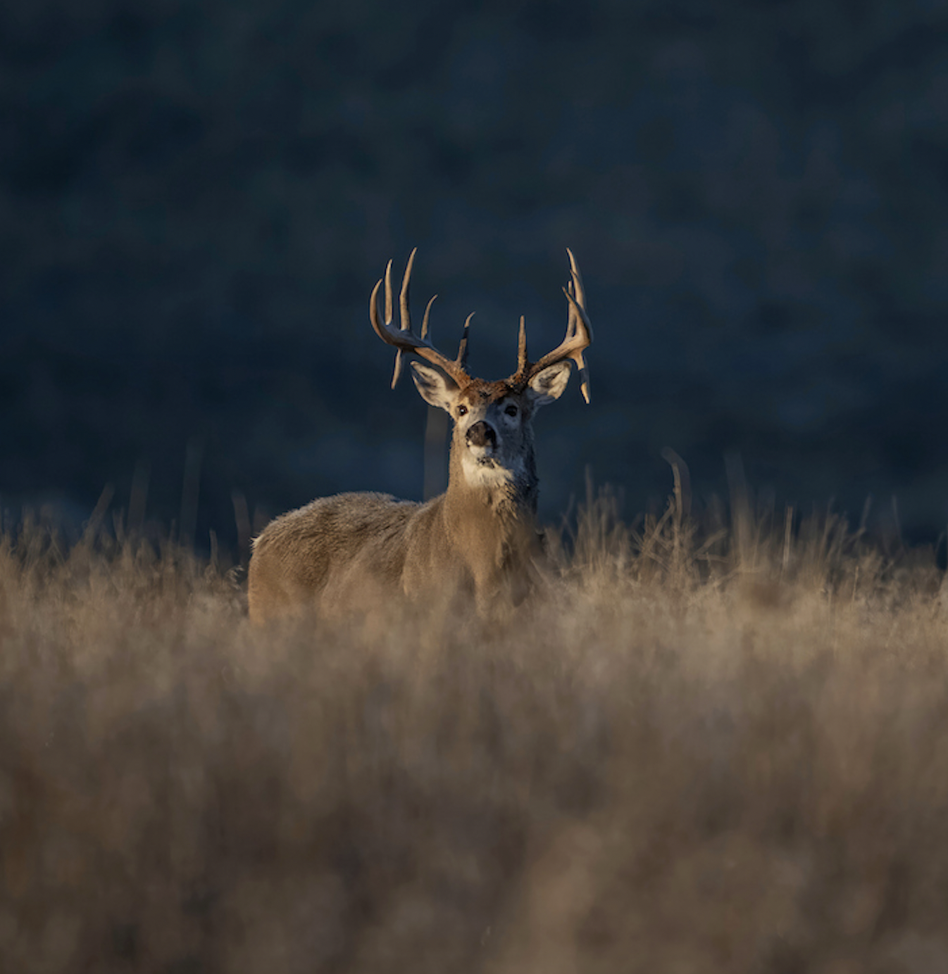 A trophy whitetail deer walking in a clearing. 