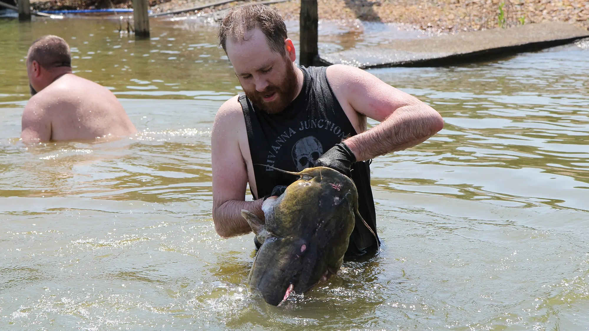 Image of a man catching a catfish through catfish noodling technique.