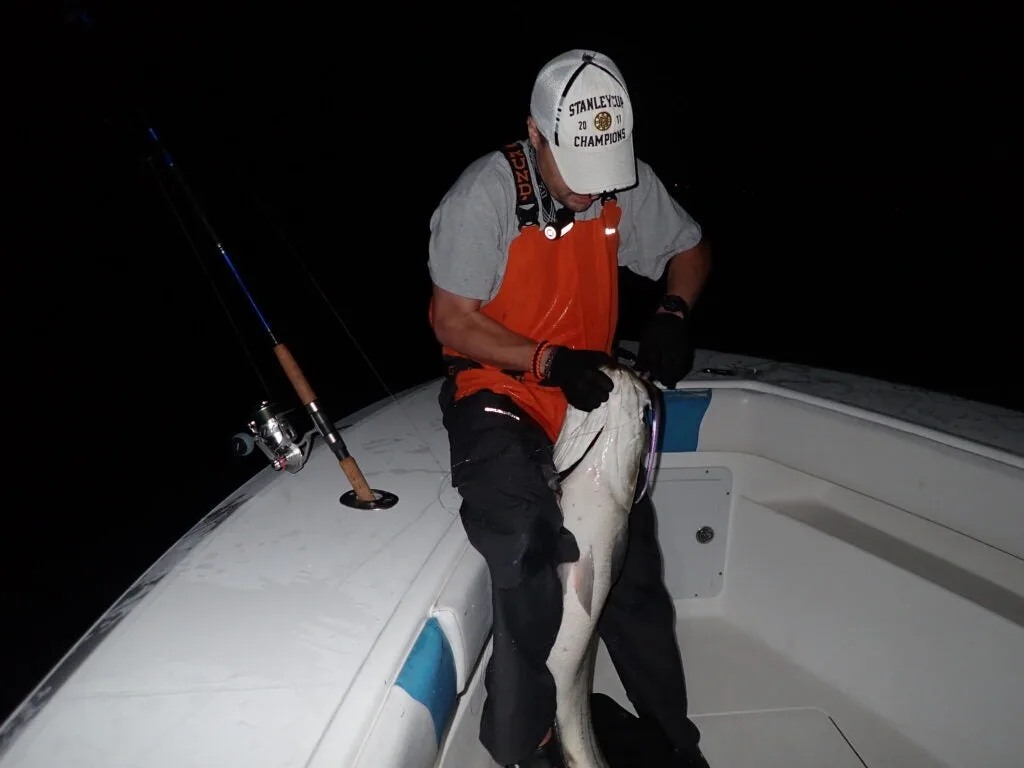 Angler unhooking a striped bass on boat