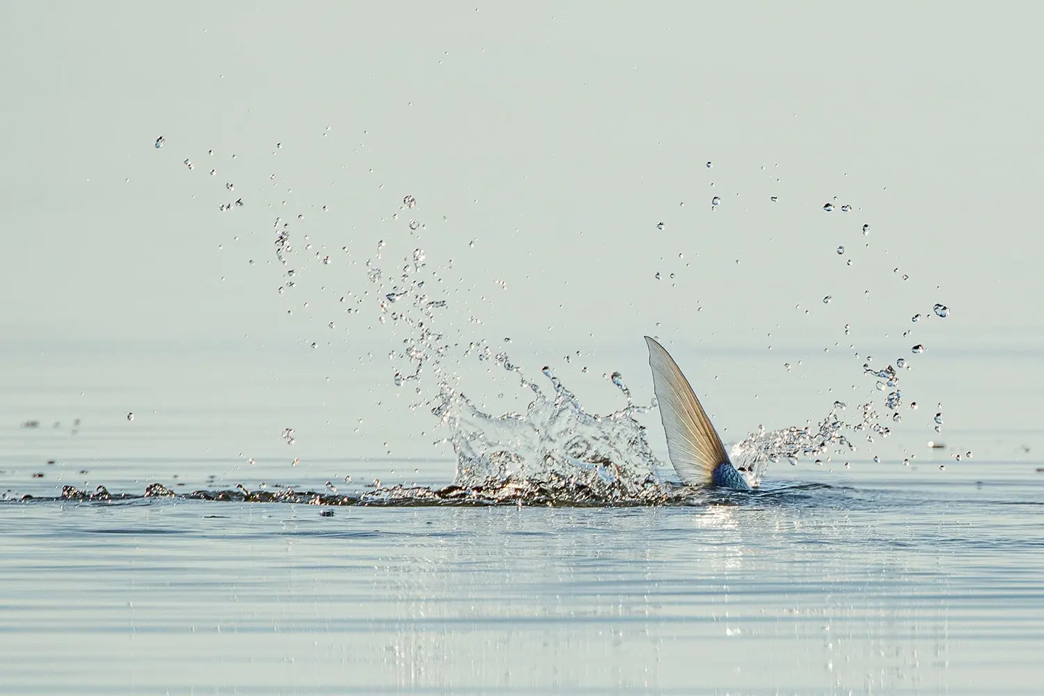 tail fin of bonefish sticks up above water, making a splash