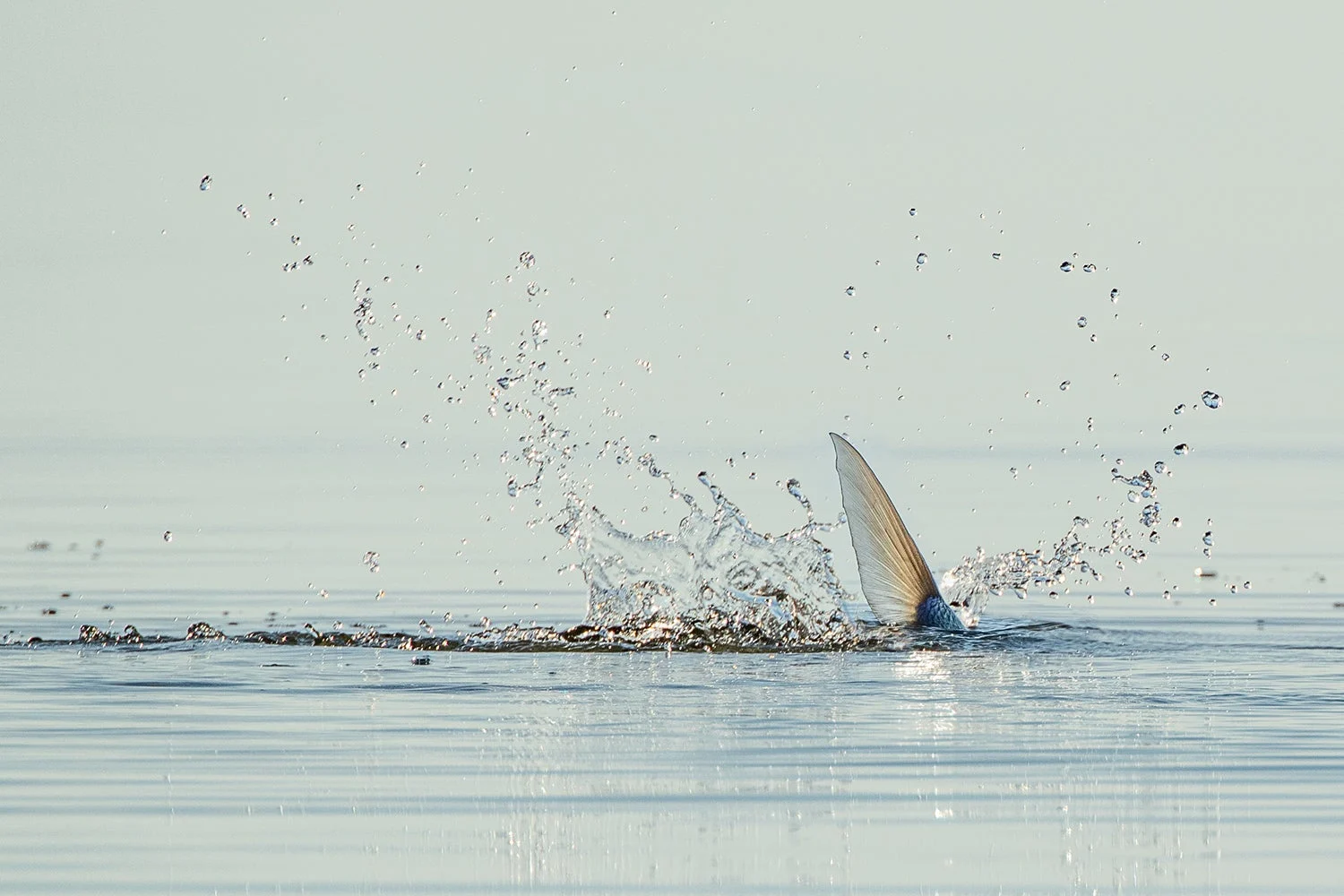 tail fin of bonefish sticks up above water, making a splash