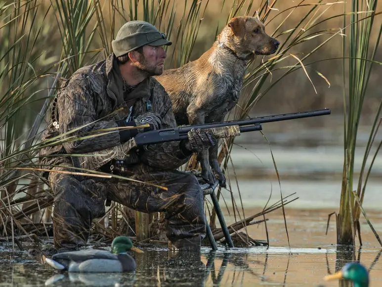 A hunter and a hunting dog duck hunting by a pond.