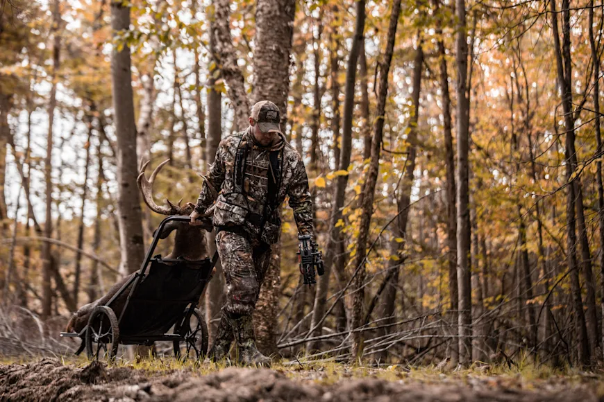 A bow hunter pulls a whitetail buck out of the woods in a cart.