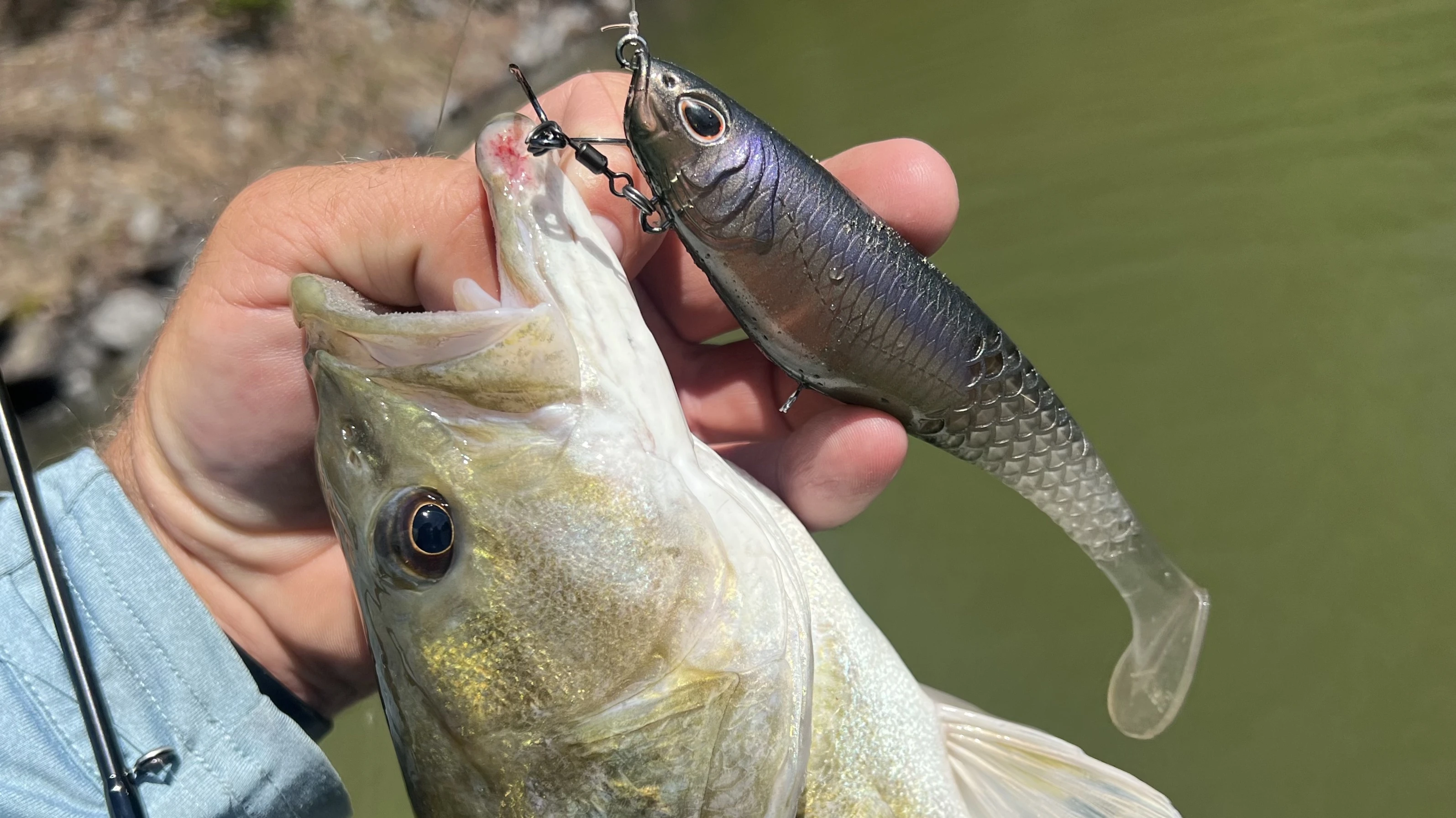 Bass with swimbait