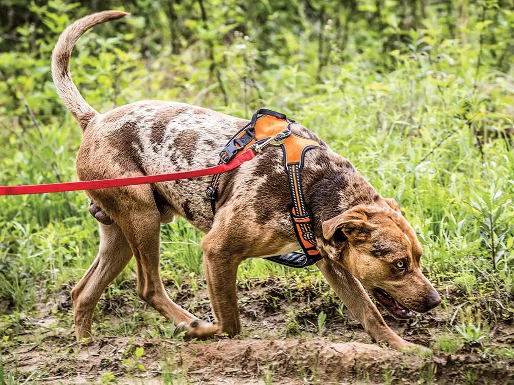 hunting dog tracking a deer trail