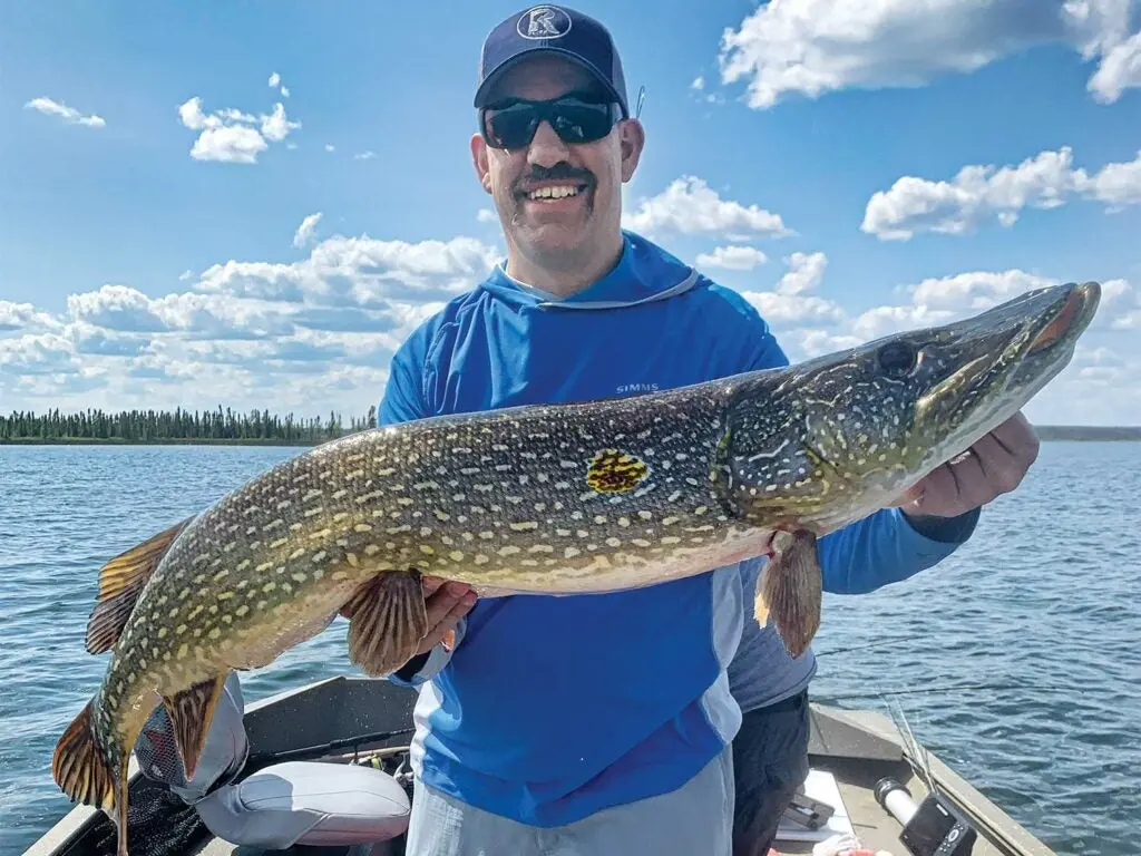 A man wearing sunglasses and cap holds up a large northern pike while standing on a boat in the middle of a lake.