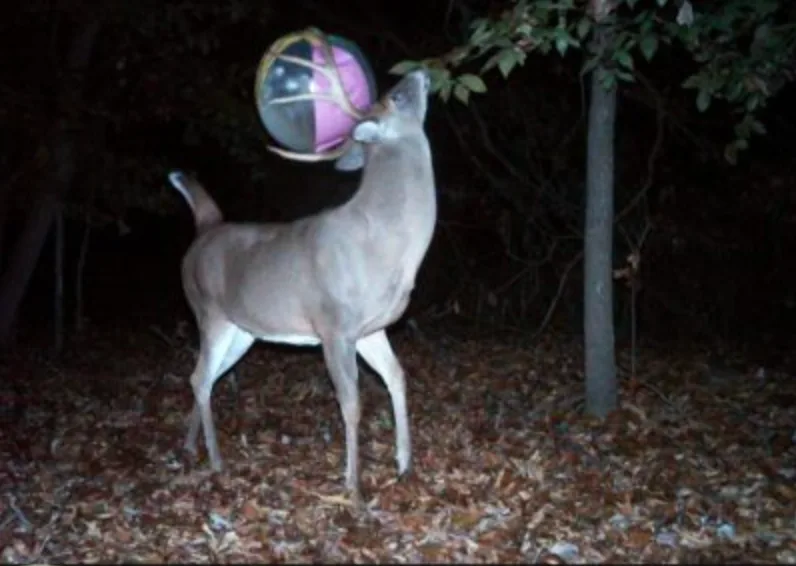 trail-camera photo of deer with beach ball in antlers