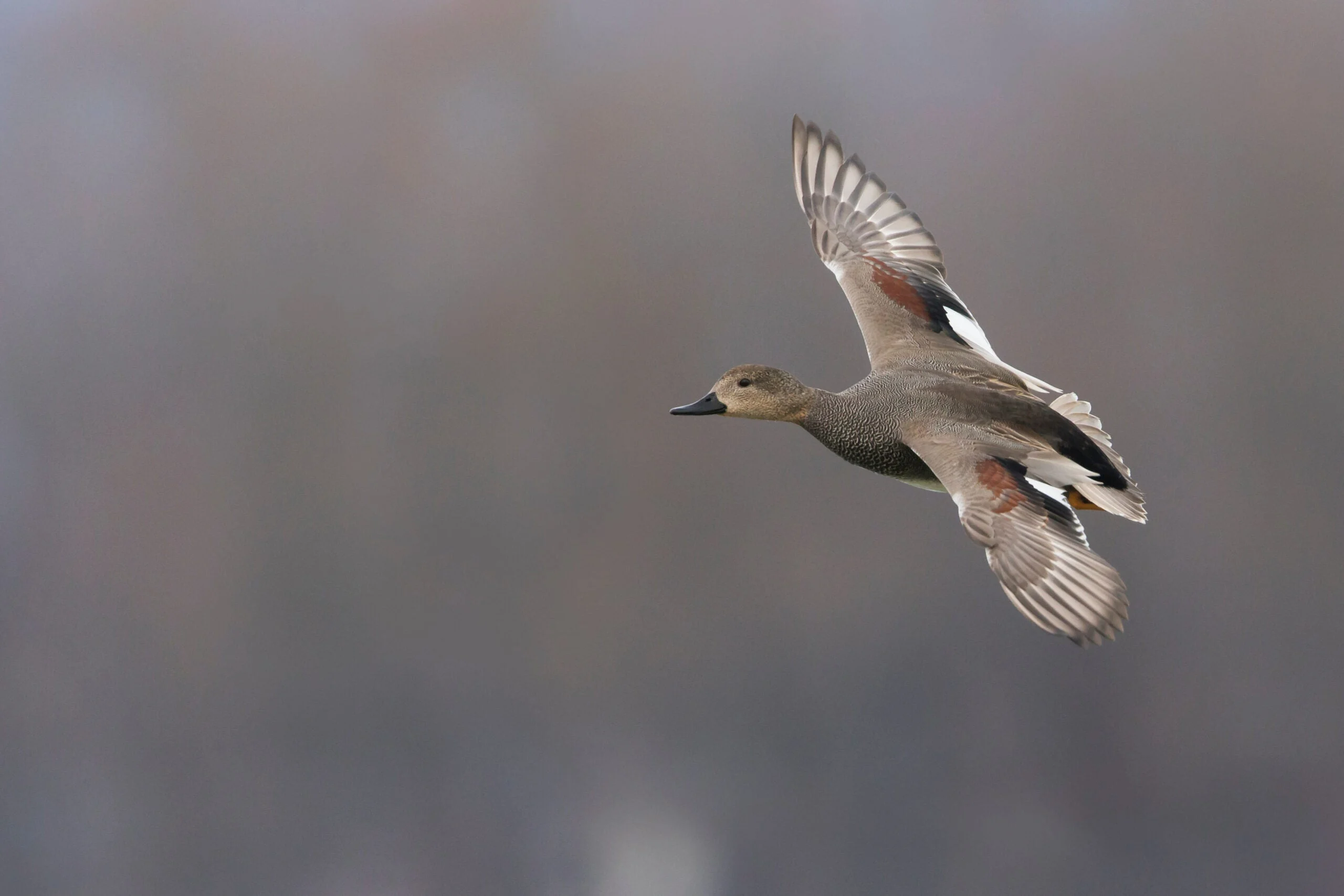 On the wing, Gadwall can be easily identified by their white speculum.  