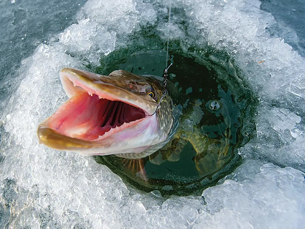 northern pike fishing