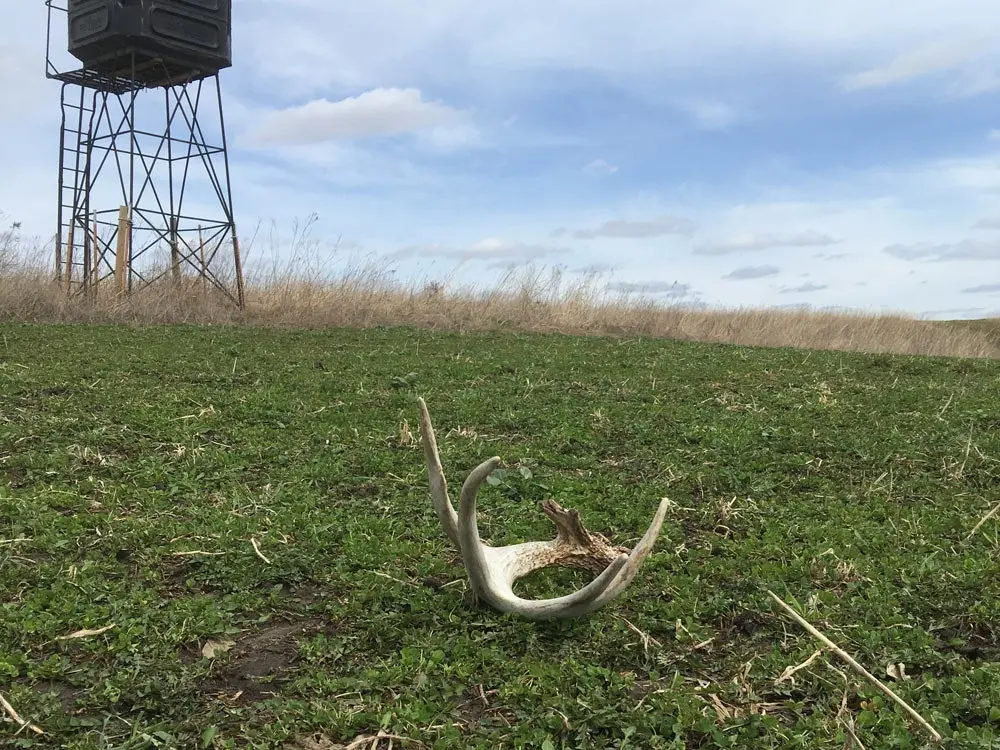 photo of a cast antler in a green field