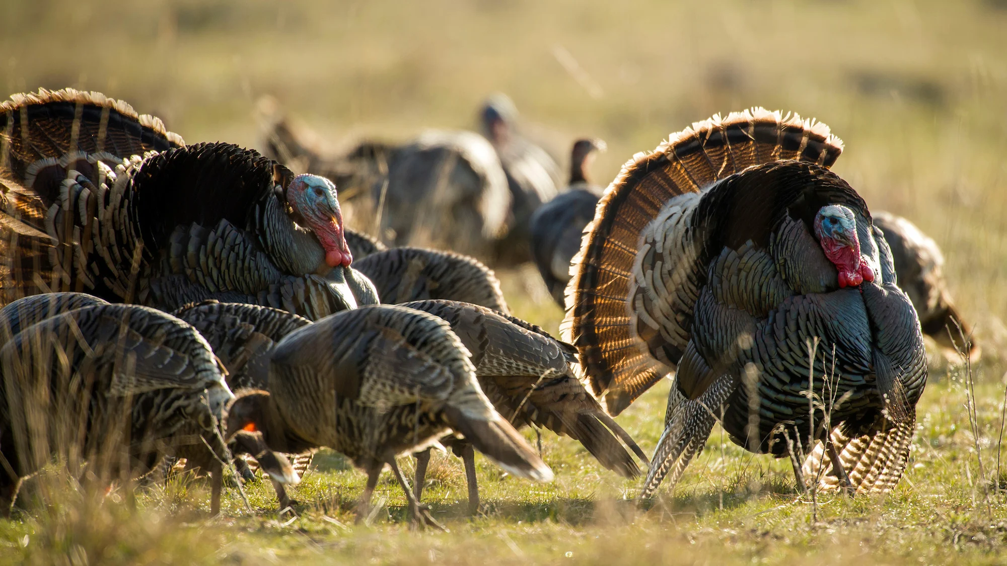 Flocked-up tom turkeys, surrounded by hens, strut in a field.