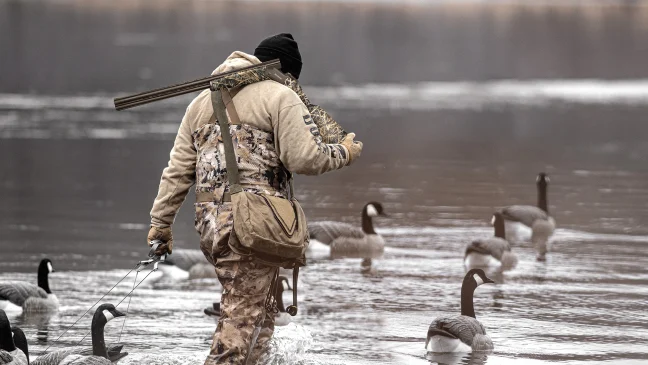 A goose hunter picks up floater decoys with a Mossberg shotgun over his shoulder.