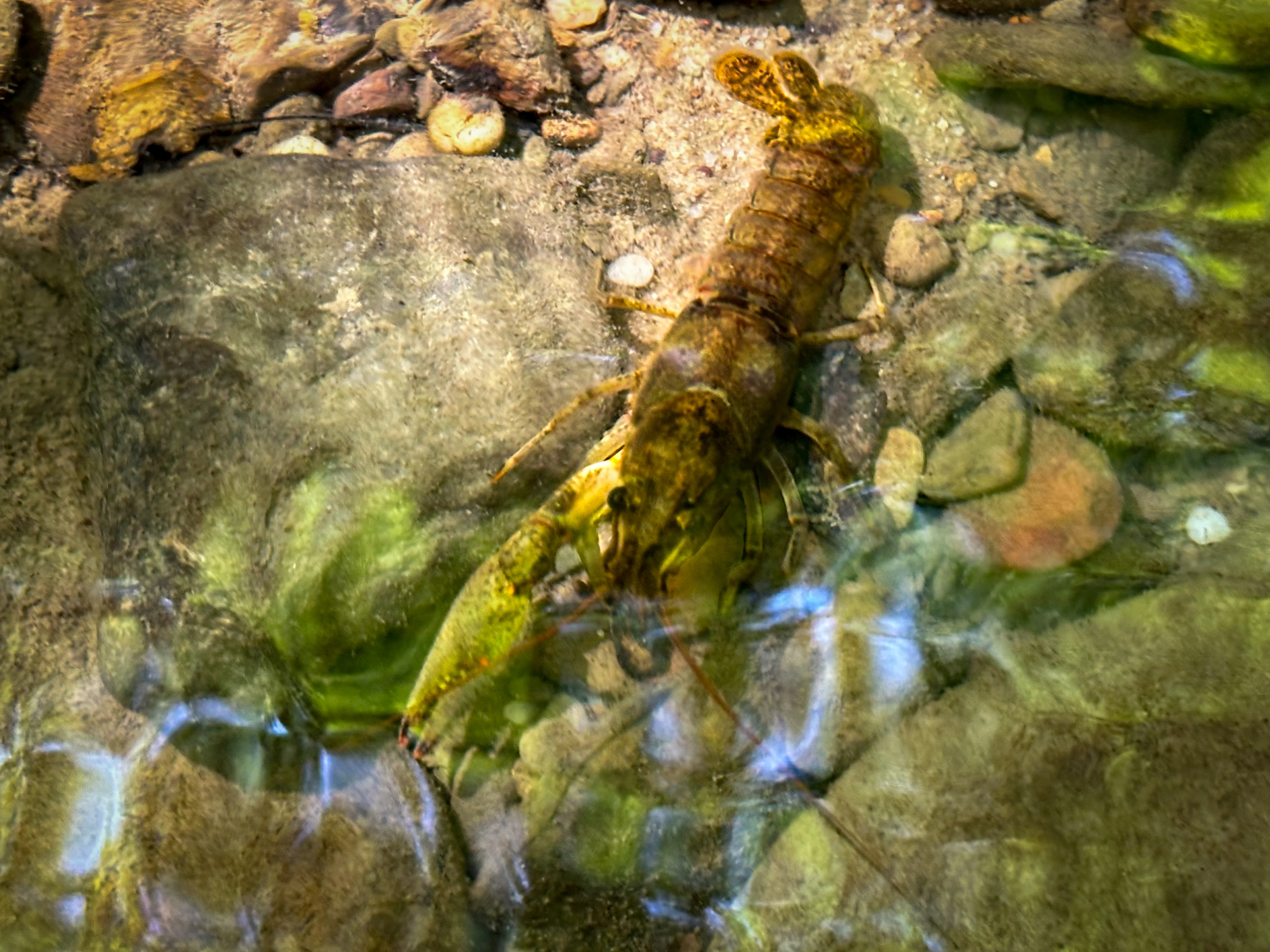 A lone crawfish in a creek.