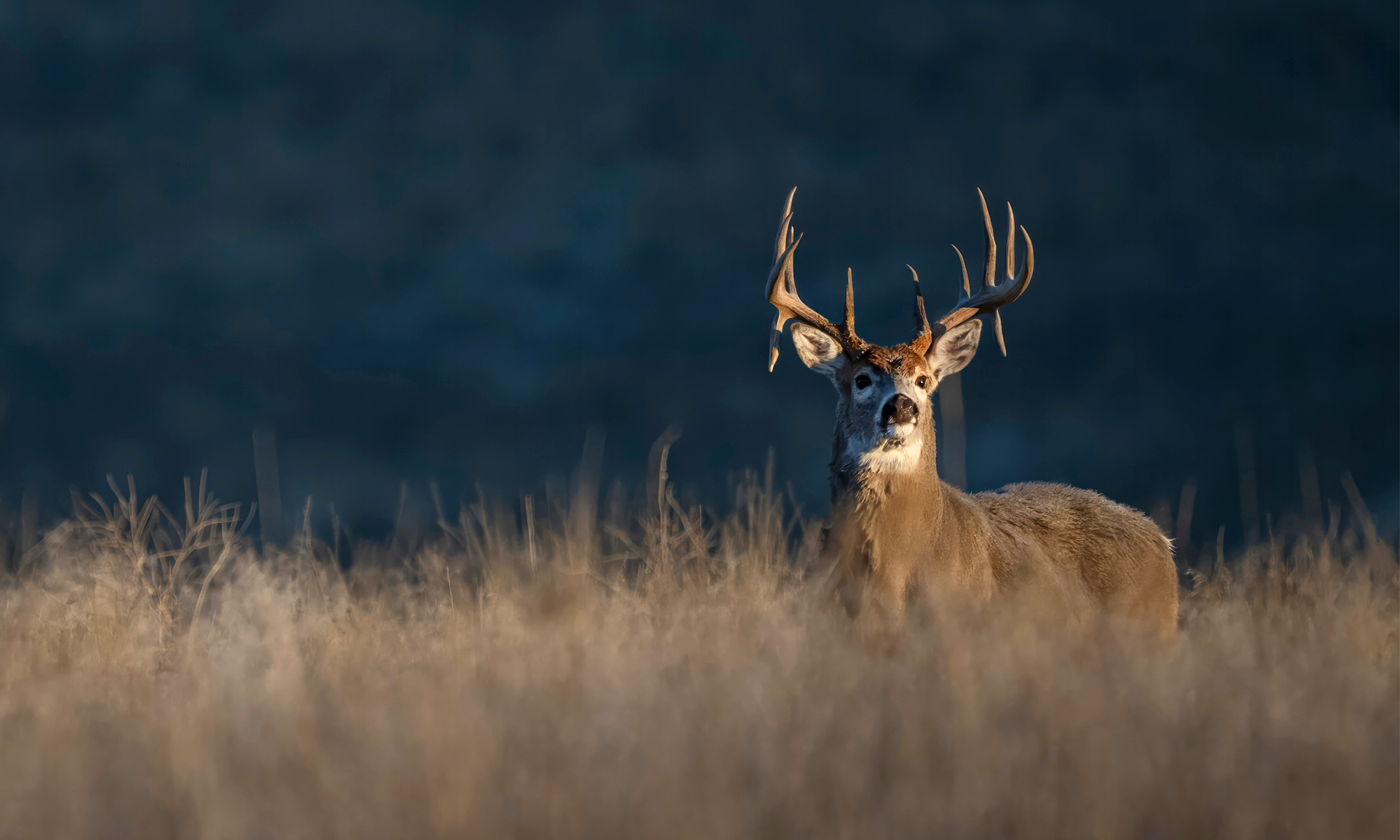 A big whitetail buck peers over a prairie hilliside.