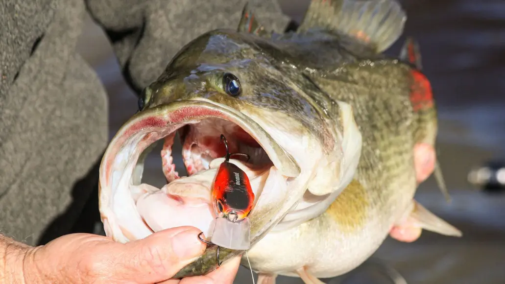 photo of largemouth bass to illustrate bass fishing water temperature chart