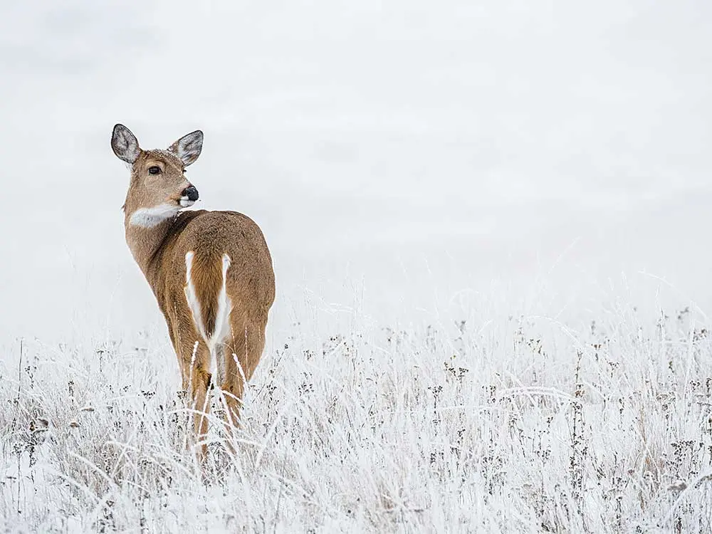 doe in snowy field