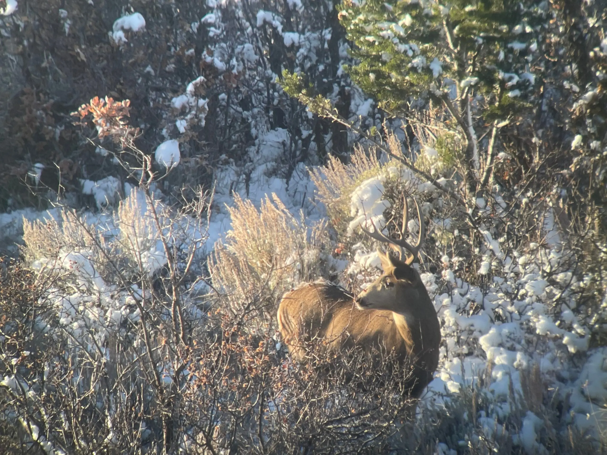 mule deer standing in snow