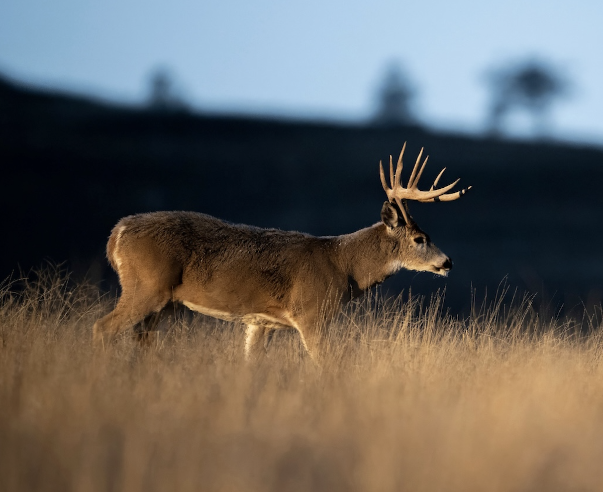 A whitetail walks through prairie grasses looking for does. 