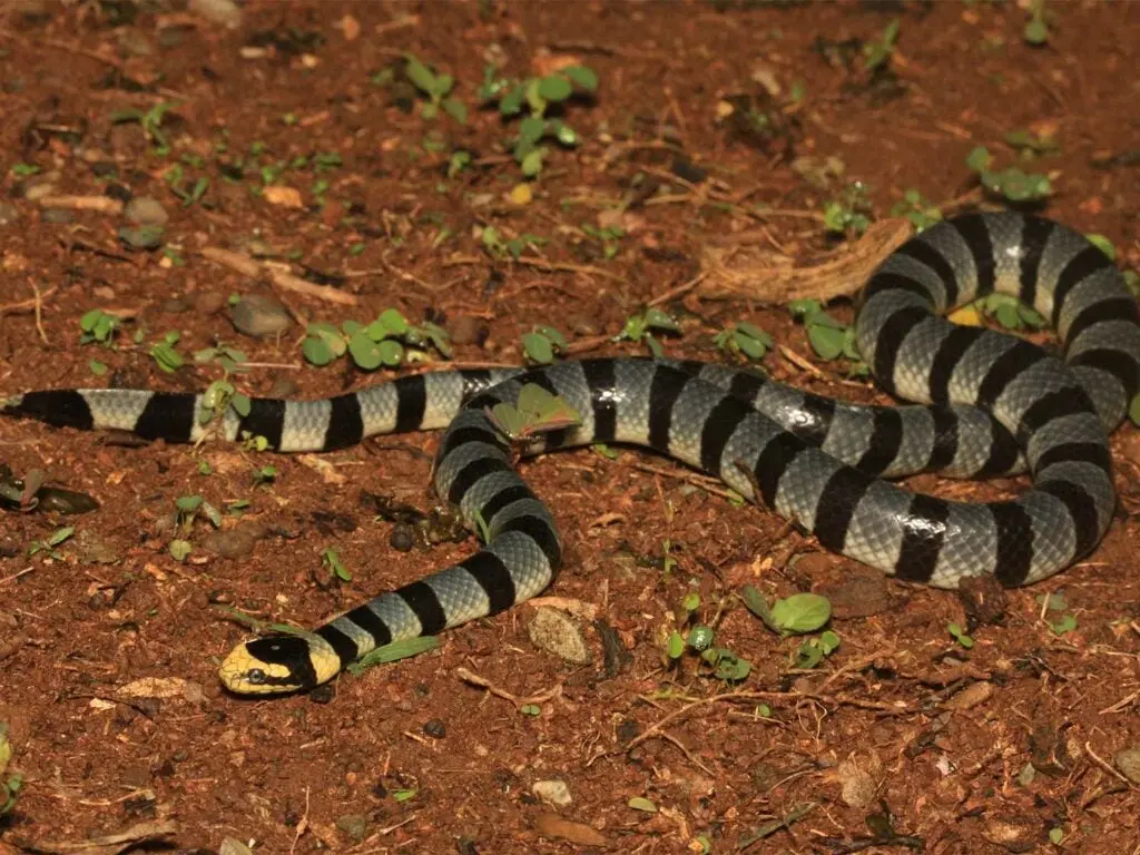 common yellow-lipped sea krait